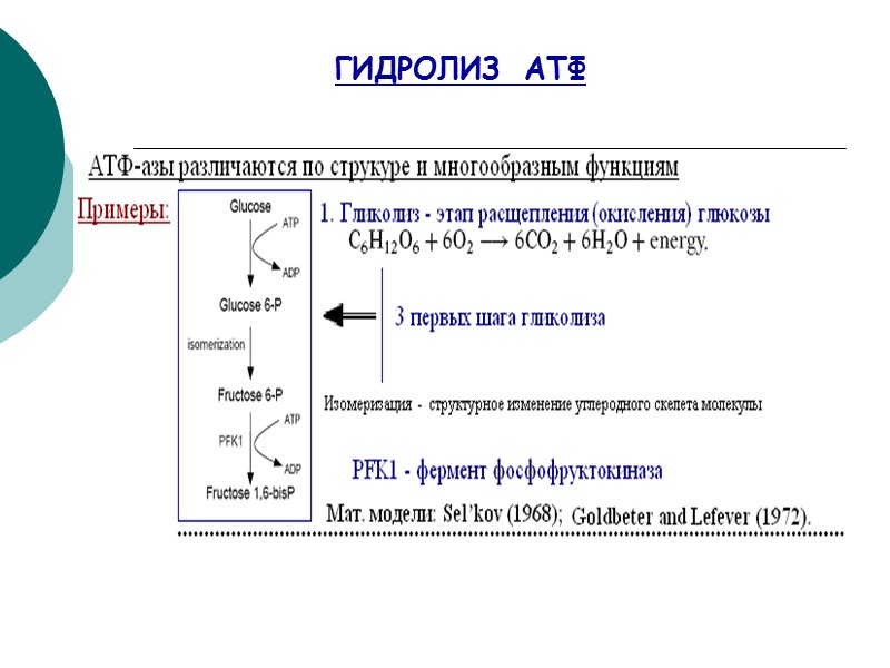 ГИДРОЛИЗ  АТФ